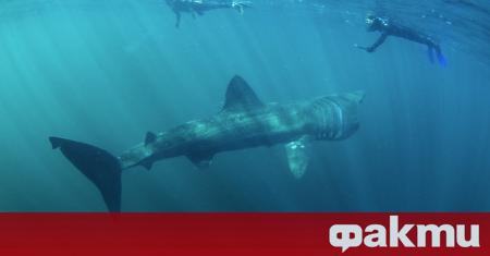 Огромна акула бе заснета да плува спокойно край бреговете на