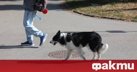 Нов случай на брутално насилие срещу животно предизвика огромно възмущение