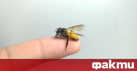 Канадски политик глътна пчела по време на пресконференция, предавана на