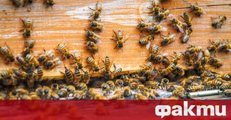 Биолози от Австралия са успели да обучат пчели да различават