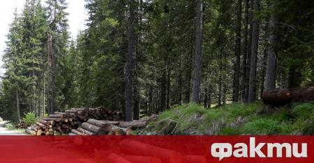 От Коалиция „Да спасим горите и горския сектор в България”