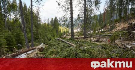 Лесовъдът Дан Турига и биологът Йон Холбан са открили на