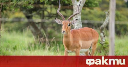 Антилопа прободе до смърт служител в парк за животни в