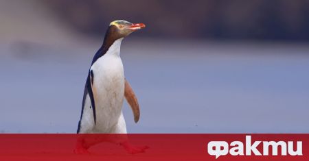 Полицията в Будапеща „арестува“ млад пингвин, избягал от зоологическа градина