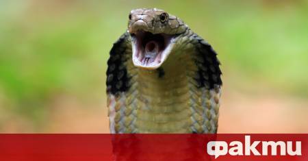 2 годишно дете оцеля след като ухапа до смърт силно отровна