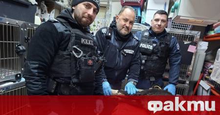 Ранено куче обедини усилията на много хора за да му