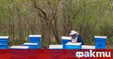 Пчелари от Бургаско сигнализираха за масова смърт при пчелите им