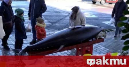 Истинска сензация разтърси турското Черноморие след като рибари край град