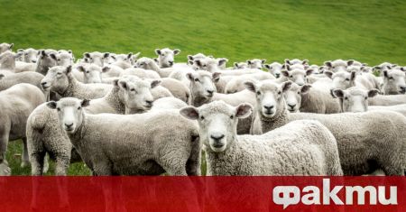 Ένα κοπάδι πρόβατα έφαγε περίπου 100 κιλά κάνναβης στην Ελλάδα ᐉ Νέα από το Fakti.bg – Curious