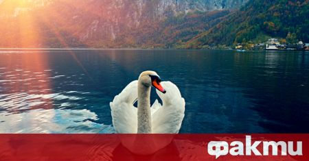 Пенсионираният пощальон Реджеп Мирзан открива Гарип - женски лебед, преди