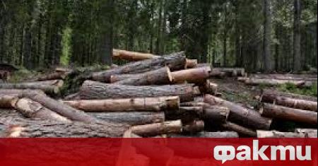 Над 40 от малките и средни дърводобивни предприятия в България