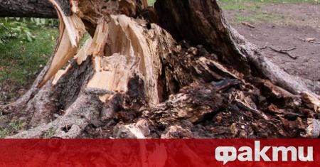 Кестеново дърво падна тази сутрин в центъра на Кюстендил и