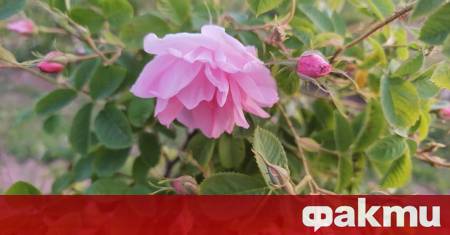 Студената пролет и ветровете усложниха старта на кампанията по розобера