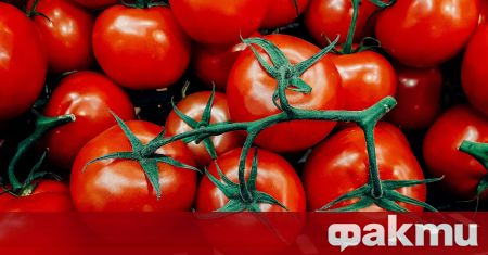 Независимо какво твърдят италианците, най-вкусните и сочни домати са на