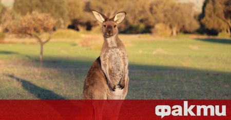 Австралия планира да спре изчезването на още животински видове и