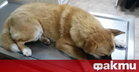 Представителка на Pet Paw Bulgaria сподели в социалната мрежа неприятен