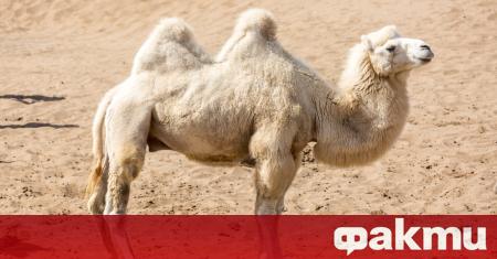 Изключително рядка бяла камила е била заснета в резерват в