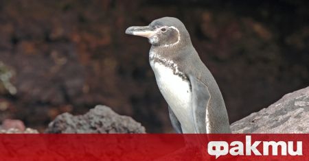 Рядък бял пингвин е видян на остров Пунта Висенте Рока