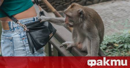 Скъпата дизайнерска вещ се превърна в необичайна закуска за нахален