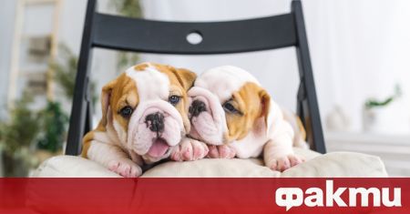 Норвегия забрани две породи кучета защото чертите които ги правят
