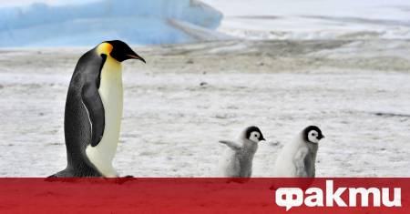 Популацията на императорските пингвини на Антарктида намалява по бързо от очакваното