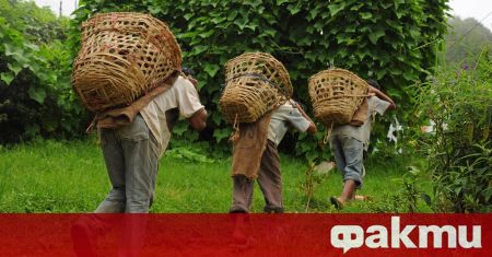 Индийци подрязват лози тайландци берат малини непалци събират реколтата от