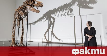 Фосилизиран скелет на родственик на Тиранозавър рекс, бродил по Земята