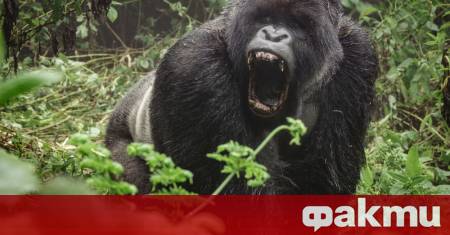 Посетители на зоопарка в Сан Диего Калифорния станаха свидетели на