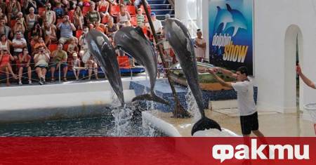 Делфинариум Варна подарява безплатен билет на децата по случай първия