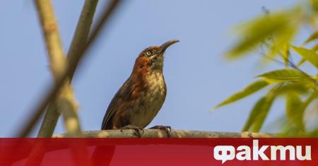 Преброяване на птиците в градините в Германия потвърди опасенията на