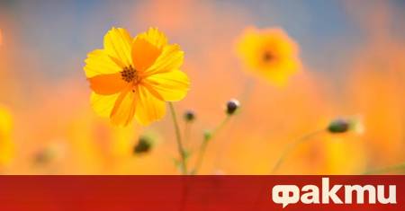 Дневните температури ще се повишат и ще консолидират в добре