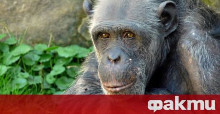 Най-възрастното мъжко шимпанзе в САЩ почина на 63 години в
