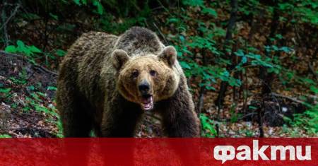 Екологичната инспекция във Велико Търново е констатирала щети за близо