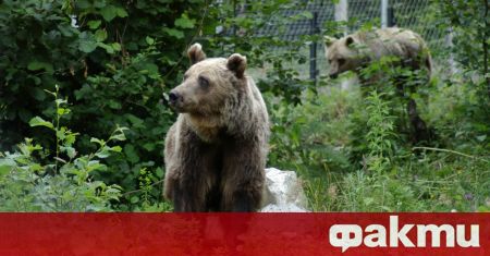 Сладоледи разхлаждат обитателите на Парка за мечки в Белица в