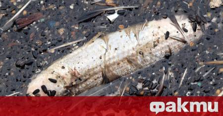 Стотици умрели риби се появиха в язовир Копринка Нивото на