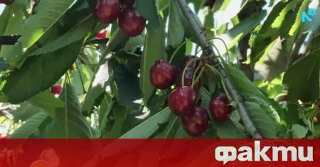 Голяма част от черешовата реколта в Кюстендилско тази година остана