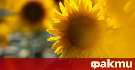 Преди обяд ще е слънчево предаде БНТ След обяд ще