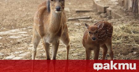 В Софийския зоопарк се роди малко еленче в стадото на