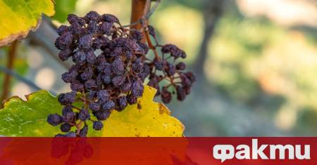 Най старото вино в света по всяка вероятност е било