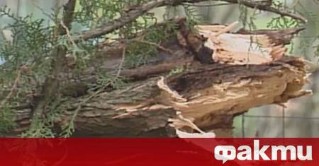 Дърво падна върху майка с две деца в София Инцидентът