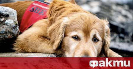 Почина легендарното куче Килиан което откри 18 души под отломките