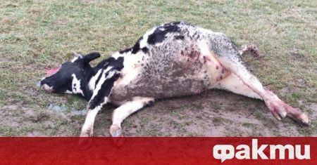 Пожарникар от Враца е застрелял крава край село Нефела, съобщи