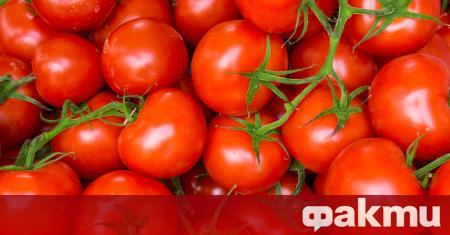 Любимите ни сочни червени домати са прекрасни за свежа салата
