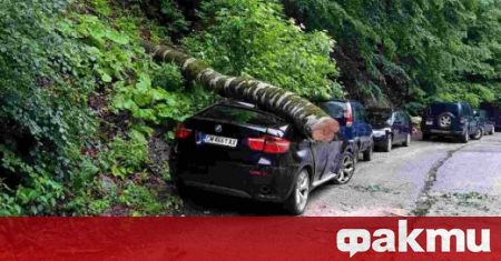 Дърво смаза колата на 35 годишния Даниел Александров от Триград