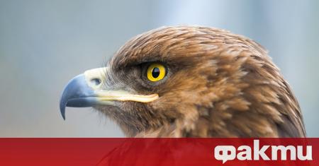 Бяха открити 13 нови гнезда на малък креслив орел при