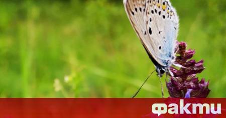 Лятото цъфти с пълната си сила и пеперудите са вече
