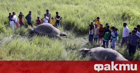Пътнически влак се е блъснал в стадо слонове в Източна