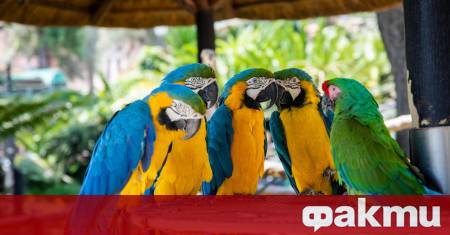 Ако се питате как да изберете подходящ папагал и какви