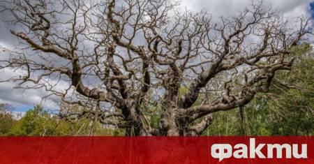 В Шерудската гора беше официално потвърдена смъртта на Майорския дъб