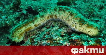 Учени от Китай откриха най големите съобщества от живи организми регистрирани